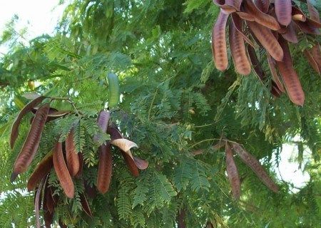 Yopo Negro - Vista principal